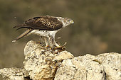Bonelli's Eagle (Hieraaetus fasciata) male on a rock plucking a Red Partridge, Spain
