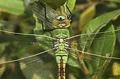 Emperor dragonfly (Anax imperator) female