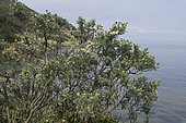 Jupiter's Beard (Anthyllis barba-jovis), Port Cros, Iles d'Hyères, France