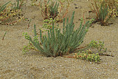 Sea Spurge (Euphorbia paralias), halophilic plant of the embryonic dune, Grand Site Dunaire Gâvres Quiberon, Morbihan, Brittany, France