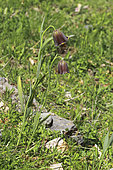 Pyrenean fritillary (Fritillaria pyrenaica), flowers