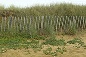 Ganivelle at the top of the beach with Purslane (Honckenya peploides), Grand Site Dunaire Gâvres Quiberon, Morbihan, Brittany, France