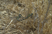 Handsome Clubtail (GOnychogomphus forcipatus) mating, Gorges du Verdon, France