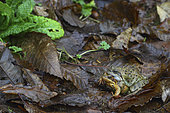 European frog (Rana temporaria) amplexus on dead leaves