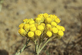 Helichrysum (Helichrysum stoechas) perennial plant of the dune massifs