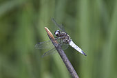 Scarce Chaser (Lilbellula fulva) male on reed, Camargue, France