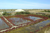 Salt Marsh, Noirmoutier island, Vendée, France