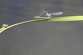 Red-eyed Damselfly (Erythromma najas) mating