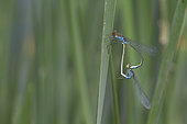 Red-eyed Damselfly (Erythromma najas) mating
