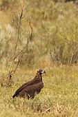 Monk Vulture (Aegypius monachus) on ground, Spain