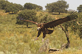 Monk vulture (Aegypius monachus), landing on the ground, Spain