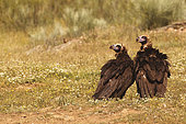 Monk Vulture (Aegypius monachus) male and female on ground, Spain