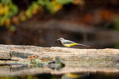 Grey wagtail (Motacilla cinerea) on a floating wood with a opilion spider in its bill, Alsace, France