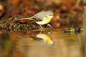 Grey wagtail (Motacilla cinerea) looking at its reflexion in water, Alsace France.