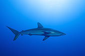 Silky shark (Carcharhinus falciformis), swimming outside the atoll of Rangiroa, Tuamotu Archipelago, French Polynesia, Pacific Ocean