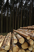 Clearcut in Spruce (Picea abies) forest, Steige pass, Vosges, Alsace, France