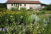 The Ferme du Bien Etre, producer of essential oils, floral waters, herbal tea, Le Beillard, Gerardmer, Vosges, France