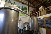 Distillation of common spruce (Picea abies), alembic, Ferme du Bien Etre, producer of essential oils, herbal tea, Le Beillard, Gerardmer, Vosges, France