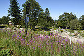 Haut Chitelet altitude Garden, near Hohneck, Hautes Vosges, France