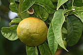 Bigaradier or Bitter orange variety Bittersweet (Citrus aurantium), fruit, Palais Carnoles, Citrus Garden, Menton, Alpes Maritimes, France