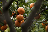 Chinotto (Citrus myrtifolia), fruits, Palais Carnoles, Citrus Garden, Menton, Alpes Maritimes, France