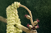 Noisetier ou Coudrier (Corylus avellana), pollinisation au printemps, fleurs femelles et fleurs mâles, pollen souffllé par le vent, sous-bois, Territoire de Belfort, France