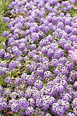 Lobularia maritima 'stream' lavender in a greenhouse in the spring, Pas de Calais, France