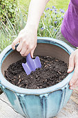 Plantation of Thrift seapink in a garden