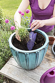 Plantation of Thrift seapink in a garden