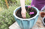 Plantation of Thrift seapink in a garden