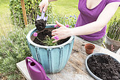 Plantation of Thrift seapink in a garden