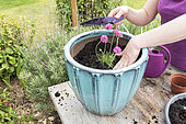Plantation of Thrift seapink in a garden