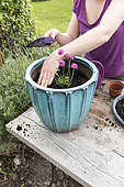 Plantation of Thrift seapink in a garden