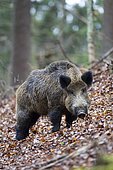 Wild Boar (Sus scrofa), tusker, Wildpark Vulkaneifel deer park, Rhineland-Palatinate, Germany, Europe