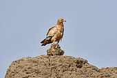 Egyptian vulture (Neophron percnopterus), Farasan Kabir, Farasan Archipelago, Red Sea, Saudi Arabia