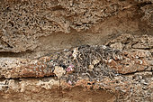 Egyptian vulture's nest (Neophron percnopterus), Farasan Kabir, Farasan Archipelago, Red Sea, Saudi Arabia