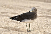Sooty gull (Ichthyaetus hemprichii), Farasan Kabir, Red Sea, Saudi Arabia