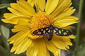 Wasp moth (Amata passalis) on yellow flower (Verbesina encelioides), pollination, Saudi Arabia