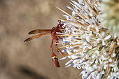 Guêpe maçonne (Eumenidae) sur chardon (Echinops spinosissimus), pollinisation, Arabie Saoudite
