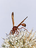 Guêpe maçonne (Eumenidae) sur chardon (Echinops spinosissimus), pollinisation, Arabie Saoudite /, Arabie Saoudite