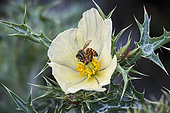 Abeille du Yemen (Apis melifera jemenitica) sur fleur d'argémone mexicaine (Argemone mexicana), pollinisation, Arabie Saoudite