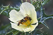 Abeilles du Yemen (Apis melifera jemenitica) sur fleur d'argémone mexicaine (Argemone mexicana), pollinisation, Arabie Saoudite