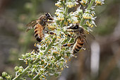 Abeilles du Yemen (Apis melifera jemenitica) sur fleurs sauvages, pollinisation, Arabie Saoudite