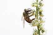 Abeille du Yemen (Apis melifera jemenitica) sur fleurs sauvages, pollinisation, fond blanc, Arabie Saoudite