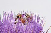 Abeilles du Yemen (Apis melifera jemenitica) sur fleur de chardon (Echinops spinosissimus, pollinisation, fond blanc, Arabie Saoudite