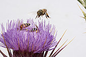 Abeilles du Yemen (Apis mellifera jemenitica) sur fleur de chardon (Echinops spinosissimus, pollinisation, fond blanc, Arabie Saoudite