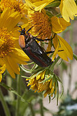 Cétoine (Cétoninae) sur fleur jaune (Verbesina encelioides), pollinisation Arabie Saoudite