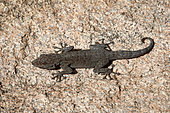 Hasselquisti's fan-footed gecko (Ptyodactylus hasselquistii), Saudi Arabia