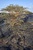 Umbrella thron (Acacia tortilis) on lava field near Wahbah crater, Nejd Plateau, Saudi Arabia