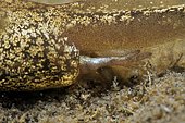 European toad (Bufo bufo) tadpole in a pond, detail of the hind leg in formation, Prairies du Fouzon, Loir et Cher, France
